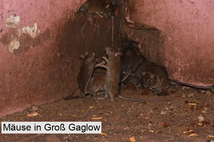 Mäuse in Groß Gaglow